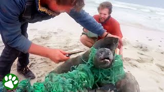 Brave heroes rescue seals tangled in net