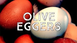 First Olive Egger Eggs