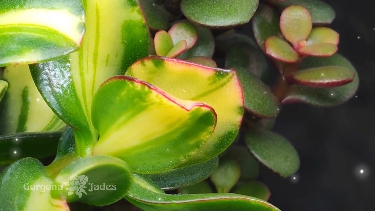 Crassula ovata variegata "Return of beauty" и другие крассулы.  Xiaomi Mi 11(main) video 4k