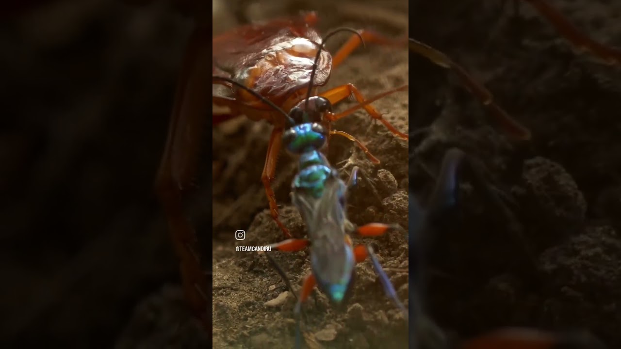 A jewelled cockroach wasp leading a zombified cockroach to her lair.