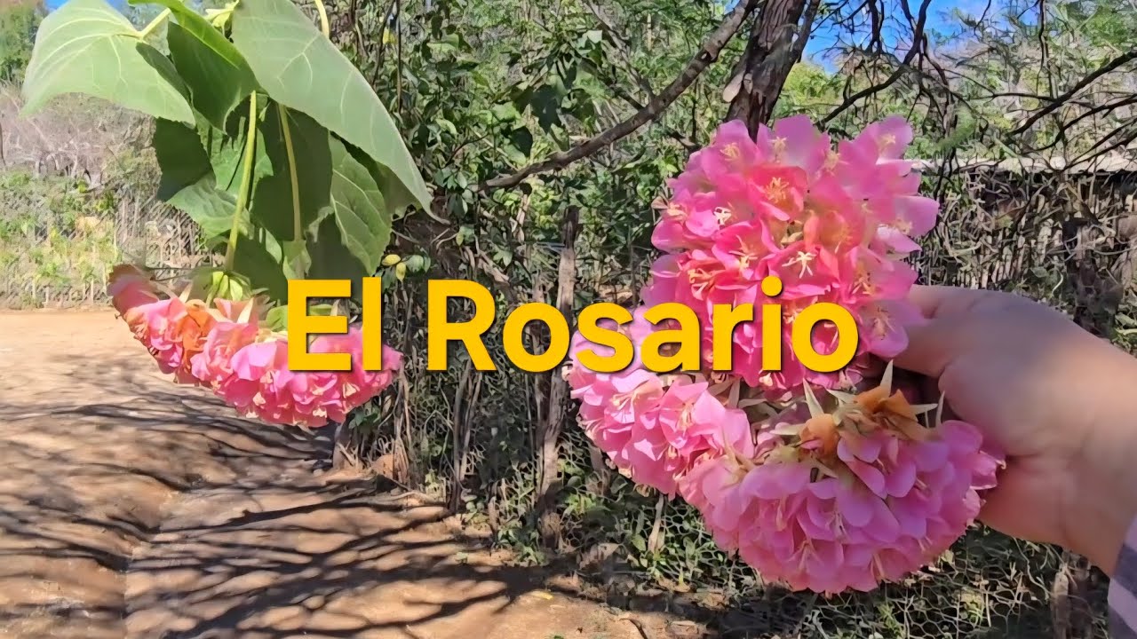 Pueblo El Rosario B.C. Sur #Pueblo #Flores #Rancheria 