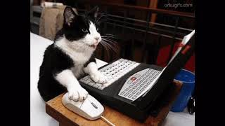 Catstep