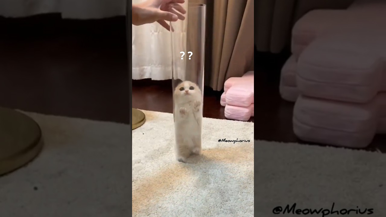 The Kitten Leap Towards You 😻💕