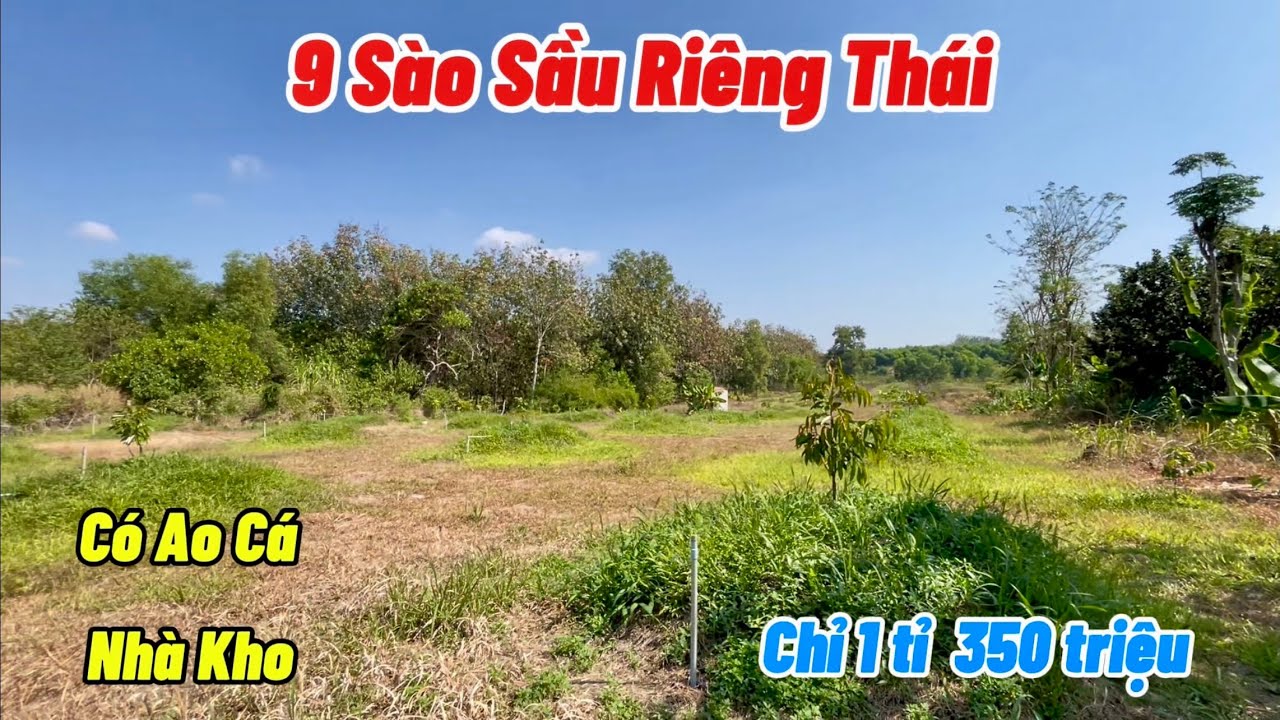 Bán vườn sầu thái có nhà kho, ao cá, hệ thống tưới tự động. 9 sào sổ đủ chỉ 1 tỉ 350tr.