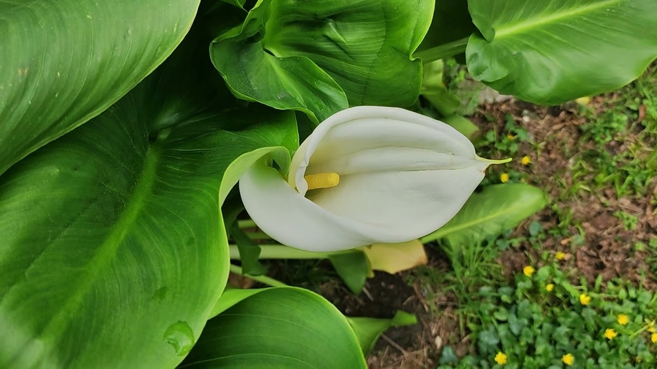 Zantedeschia aethiopica (Calla lily)