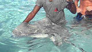 How to tell Female from Male Stingray in Caribbean - Guide Demonstrates in Grand Cayman by Christina Johnson 3,877 views 12 years ago 54 seconds