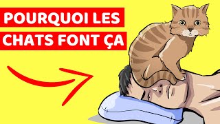 Pourquoi Votre Chat Dort Sur Votre Visage Et 9 Autres Comportements Étranges De Chats Expliqués