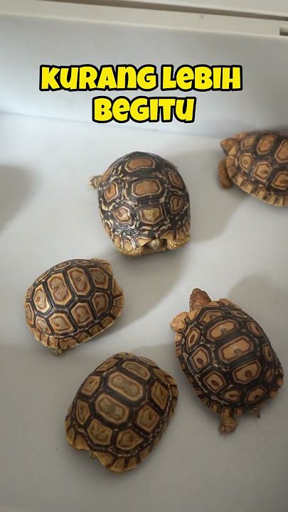 Kita belum bisa ngirim ke luar ngeri ya, tapi kalo luar pulai jawa kita bisa banget  #sulcata #kura