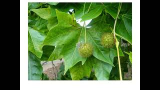 Ficha Nº51 Plat X Hispanica