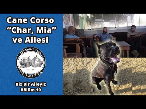 Cane Corso Char, Mia ve Ailesi - Biz Bir Aileyiz Bölüm 19