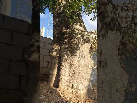 الميس شجرة وحيدة في شمال الاردن تشرين الأول 2025 