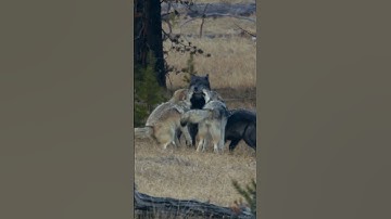 Thumbnail of Alpha Wolf Summons the Pack