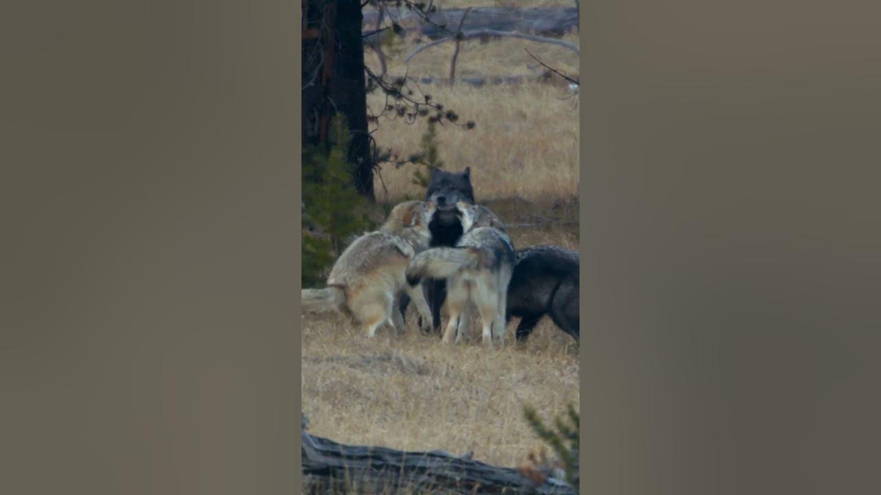 Alpha Wolf Summons the Pack