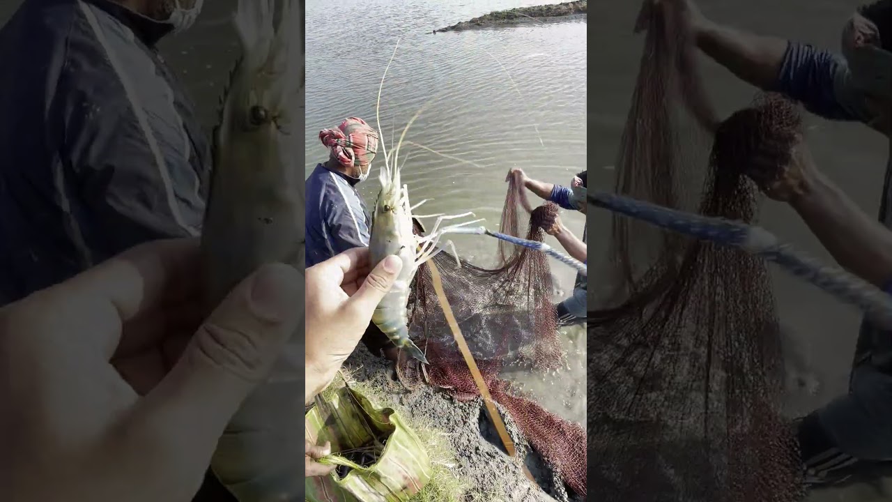 Huge Size Golda Chingri Harvest | Biggest Freshwater Prawn Ever | Fishing Vlog 