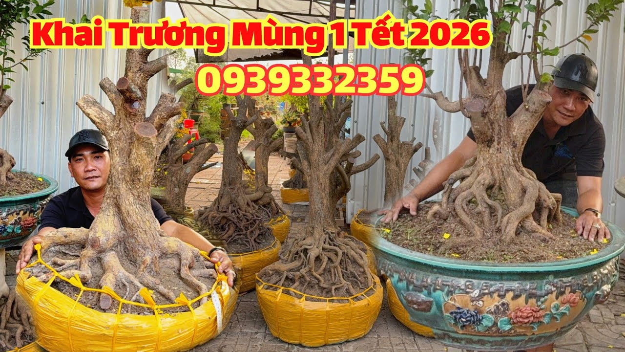 Khai Trương mùng 1 Tết 2026 #Thông_0939332359, Phôi Mai Tứ Quý hoành lớn đế vip, Siêu Bông Bình Lợi