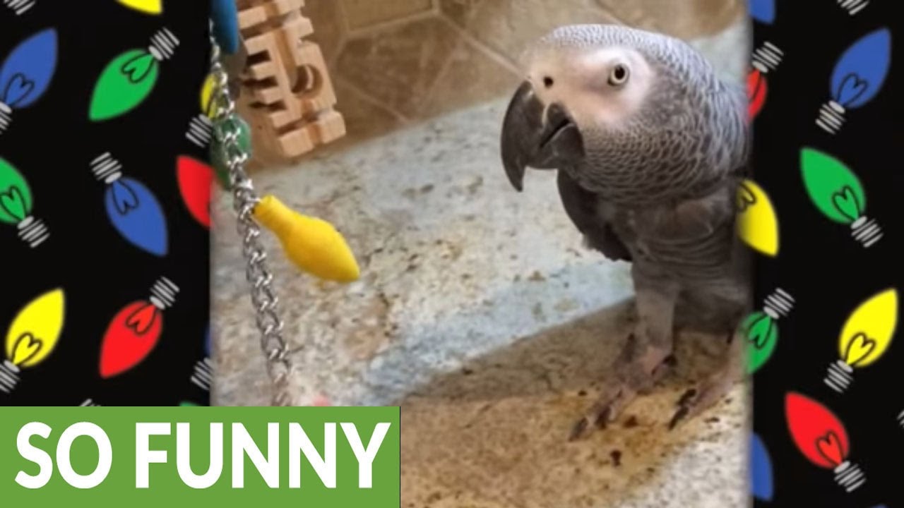 Parrot works hard to install Christmas lights YouTube