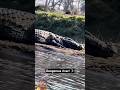 Most Dangerous River Of Crocodile🐊😨 #shorts #crocodile #chitwannationalpark #chitwanvlog #wildlife