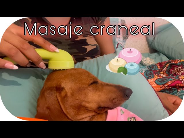 [ASMR] 💤🐶 MASAJE CRANEAL SÚPER RELAJANTE A PANDORA | SPA PARA PERRITOS