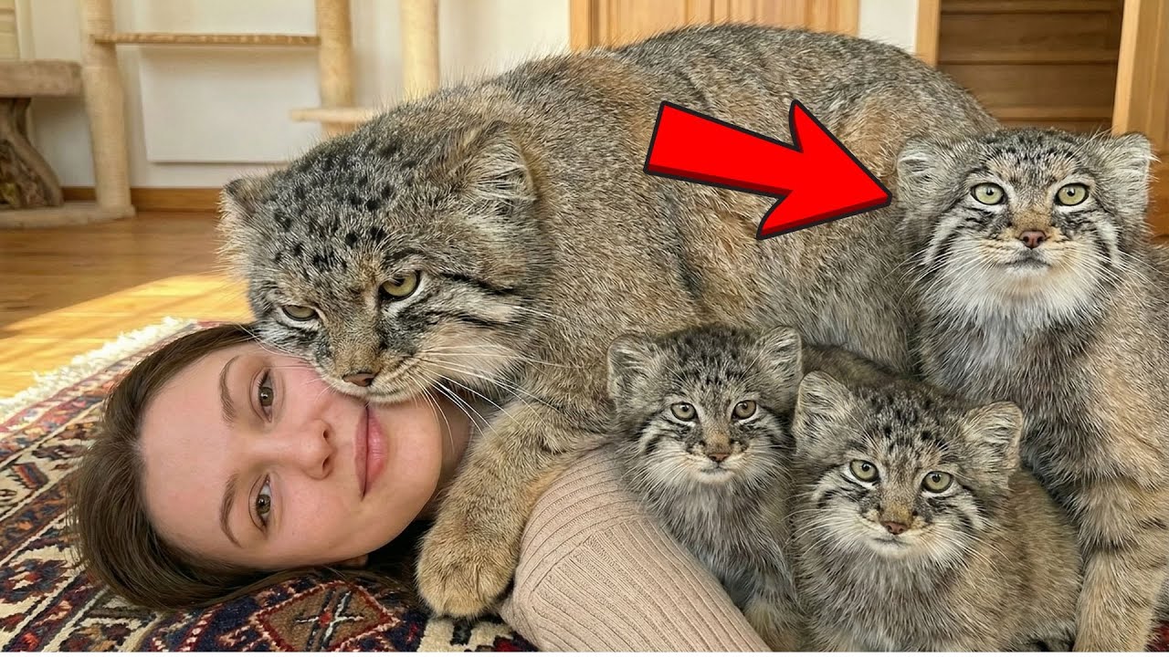 A Gentle Christmas Encounter That Brought a Pallas’s Cat Family Into Our Story