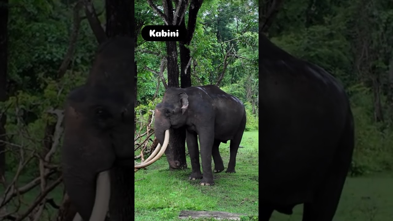 Magnificient Tusker from Kabini 