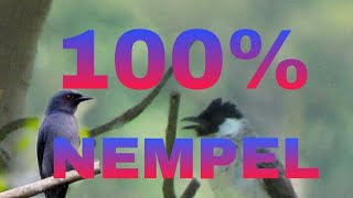 Suara pikat Ribut segala jenis Burung Anti Zonk