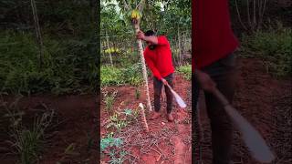 Manual Cassava Harvest Causes Slow Farm Productivity#CassavaHarvest #FarmWork #Agriculture