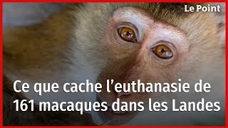 Ce que cache l’euthanasie de 161 macaques dans les Landes