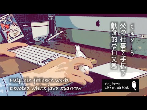 day 8父の仕事を手伝う献身的な白文鳥/white  java sparrow（4k.iPhone11pro）