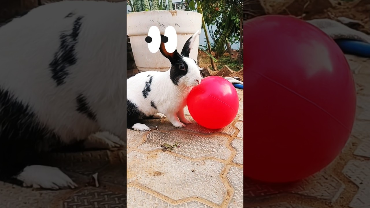 Khergos Ki Masti 😍 | Cute Rabbit Video 🐇 