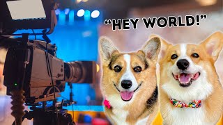 Best Talking Dog Videos (March 2024)