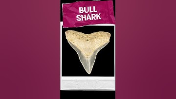 Top 10 Teeth with a paleontologist: Bull Shark Tooth 🦈  #fossils #sharks