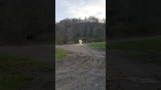 1/2 pound # Tannerite # slow-motion # explosion # Guns # country # shooting # Shorts # satisfying