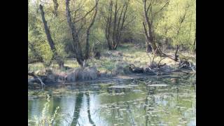 Video 170717 Alte Aare Teil 3