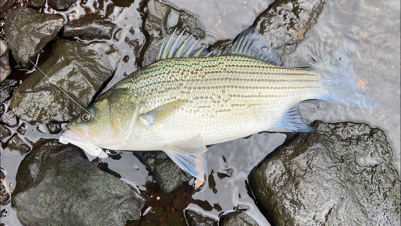 HYBRID STRIPED BASS AND WHITE BASS | GRAND LAKE | PENSACOLA DAM