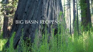 Big Basin Reopens!