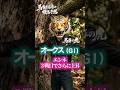 【オークス 競馬予想 Vol 3】馬券生活者の競馬予想