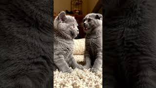 Cute Cats Talking #cute #cats #love