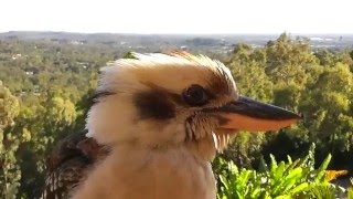 Kookaburra Up Close And Personal Laughing Kookaburra