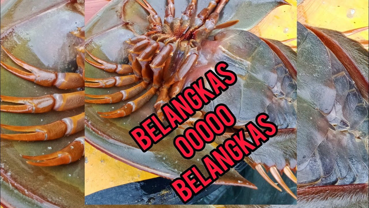 Cara Cara Siang Belangkas Youtube