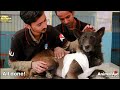 At first this dog looked normal but then we saw his chest...