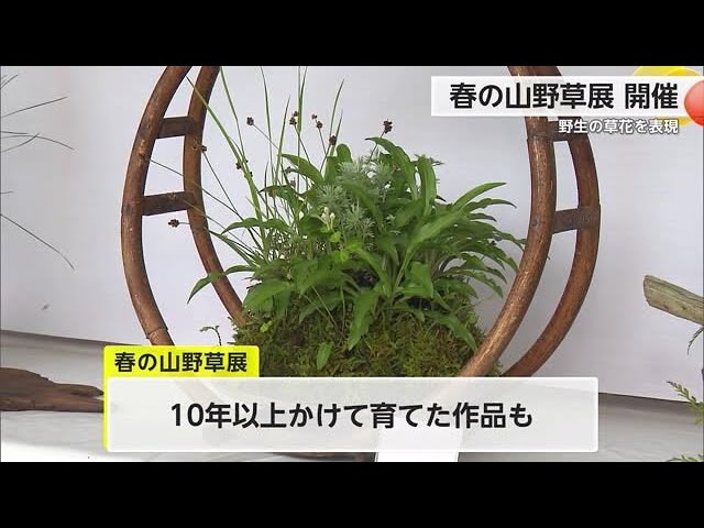 お探しの山野草あります お探しの山野草あります 【公式通販】