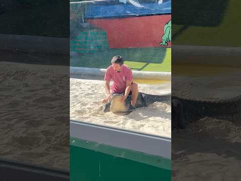 #crazy #floridaman #grabs #aligator #gator #aligator #huge #aligator #floridaman #florida #sunshine