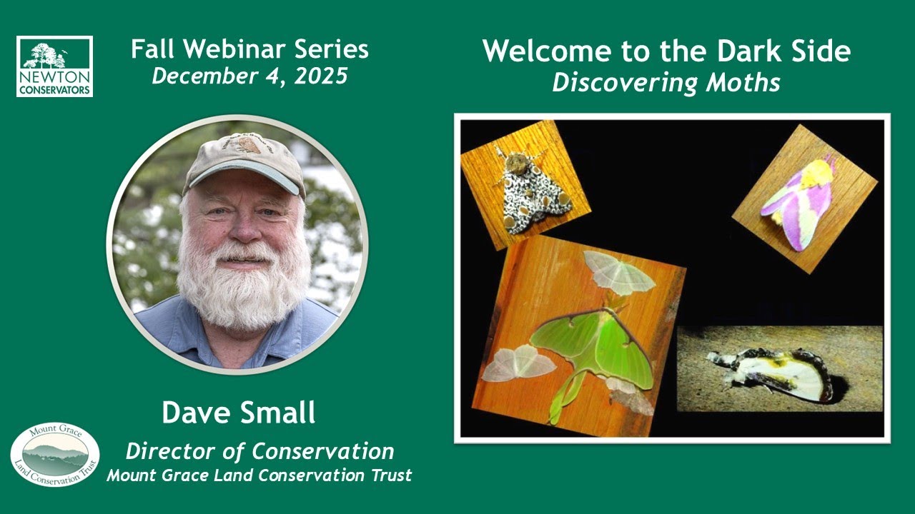 Welcome to the Dark Side - Discovering Moths