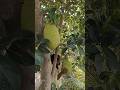 பலாப் பழம் வேண்டுமா? #jackfruit #palam #villagelife #tamilshorts #ytshorts #reelsindia #naturelovers