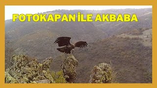 Akbaba Kuşu Fotokapana Yakalandi