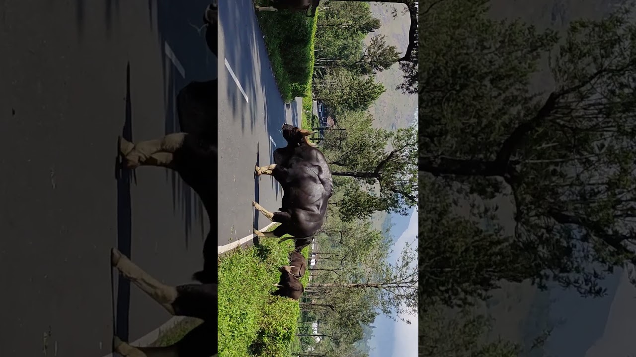 VALPARAI la kaatu erumai😱😍💥 | 