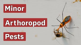 Minor Arthropod Pests Beekeeping Academy Ep 76