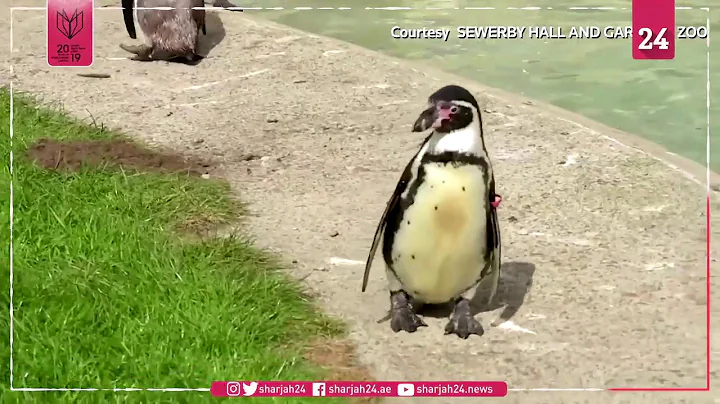 A milestone birthday for Rosie the penguin