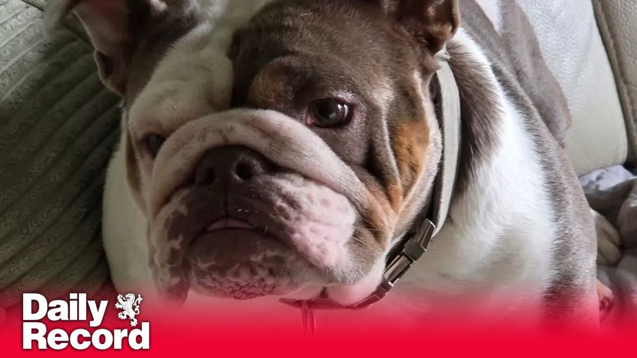 Dog walker dumps exhausted pet in home after walk in 27C heat before ...