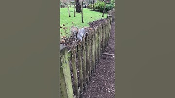 Squirrel Shorts Squirrel How many squirrels can you see? ❤️🐿🥰